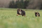 BERGER ALLEMAND 1116